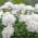 White color or pattern variation