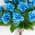 Blue color or pattern variation