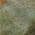 Green color or pattern variation