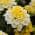 Yellow and white color or pattern variation