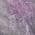 Plum color or pattern variation