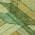 Olive color or pattern variation