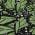 Green color or pattern variation
