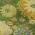Fern color or pattern variation