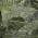 Green color or pattern variation