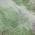 Green color or pattern variation