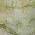 Olive color or pattern variation