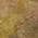 Copper color or pattern variation