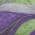 Purple color or pattern variation