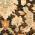 Mocha Multicolor color or pattern variation