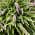 Monkey Grass Purple color or pattern variation