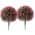 Pink color or pattern variation