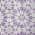 Lavender color or pattern variation