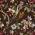 Chocolate Brown Multi-floral with Birds Print