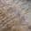 Brown color or pattern variation