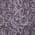 Eggplant color or pattern variation