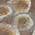 Brown color or pattern variation