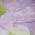 Purple color or pattern variation