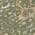 Olive color or pattern variation