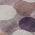 Plum color or pattern variation