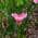 Pink color or pattern variation