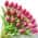Pink color or pattern variation