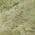 Fern color or pattern variation