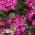 Purple color or pattern variation