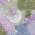 Lavender color or pattern variation