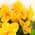 Yellow color or pattern variation