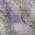 Lavender color or pattern variation