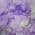 Purple color or pattern variation