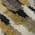 Black color or pattern variation