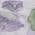 Lavender color or pattern variation