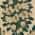 Cream color or pattern variation