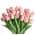 Pink color or pattern variation