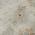 Ivory color or pattern variation