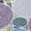 Plum color or pattern variation