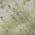 Olive color or pattern variation