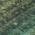 Fern color or pattern variation