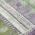 Purple color or pattern variation