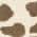 Ivory/Gray color or pattern variation