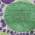 Purple color or pattern variation