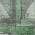 Green color or pattern variation