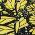Yellow color or pattern variation