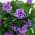 Purple color or pattern variation