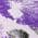 Purple color or pattern variation