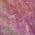Blush color or pattern variation