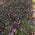 Purple color or pattern variation