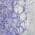 Purple color or pattern variation